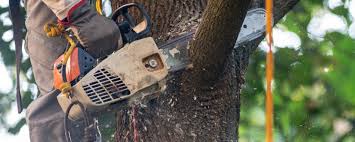 Best Stump Grinding and Removal  in Anacortes, WA
