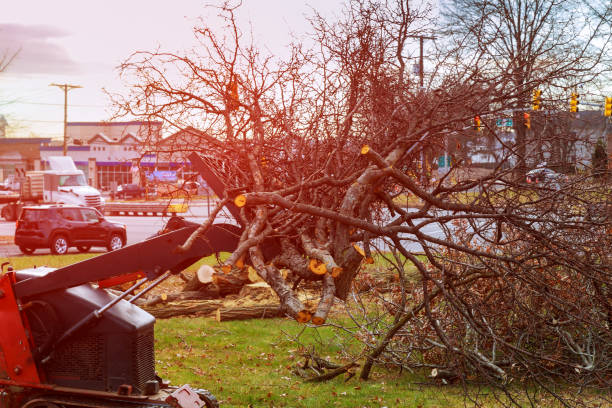 Best Tree Risk Assessment  in Anacortes, WA