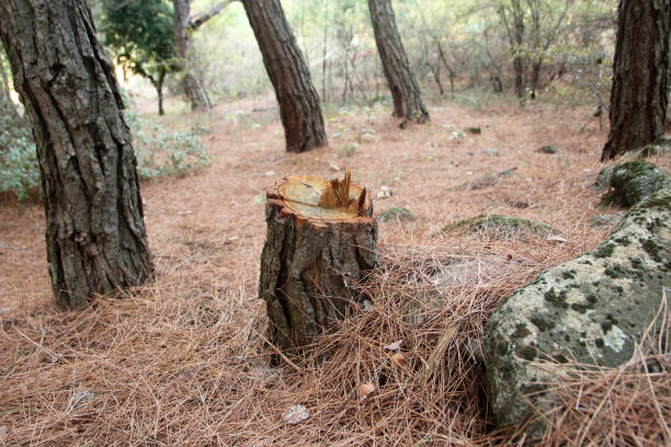 Professional Tree Care in Anacortes, WA