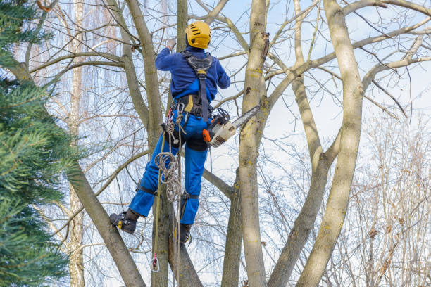 Best Commercial Tree Services  in Anacortes, WA