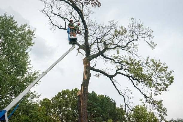 Best Tree Cabling and Bracing  in Anacortes, WA
