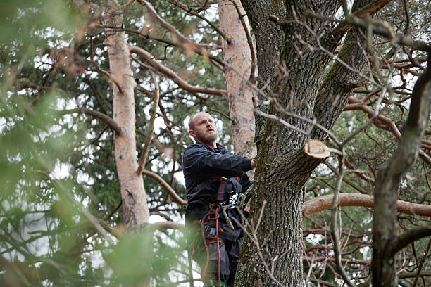 How Our Tree Care Process Works  in  Anacortes, WA
